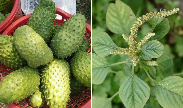 No Man Should Die From Prostate Cancer: The Natural Remedy Every Man Should Know