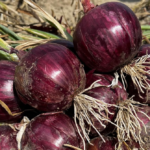 Apple and Garlic Mix: The Hidden Slimming Secret Nobody Told You!