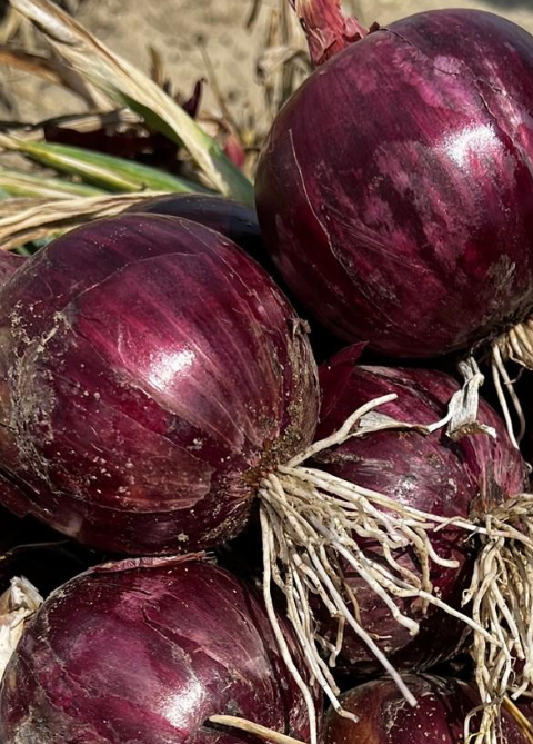 Unlock the Hidden Power of Onions for Your Lungs