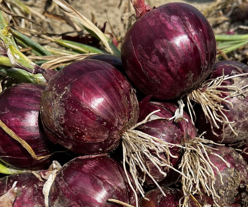 Onions: A Simple Kitchen Ingredient with Remarkable Wellness Benefits