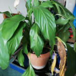 Use Lemon Juice for Orchids & These 7 Miracles will Happen