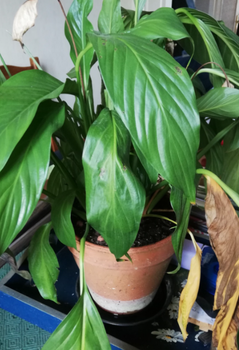 Apply Milk for More Peace Lily Blooms Like Never Before