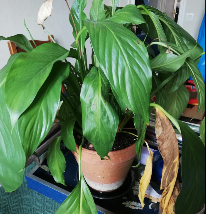 Apply Milk for More Peace Lily Blooms Like Never Before