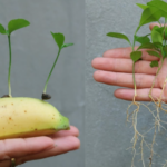 Grow Elderberries for (Almost) Free: Easy Cutting Propagation!