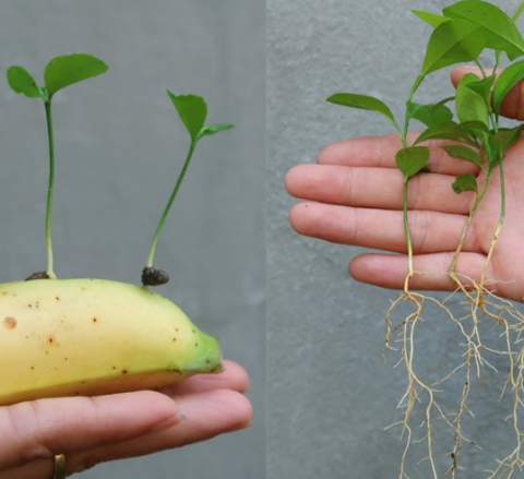 Grow a Lemon Plant Using a Banana