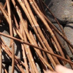 The Art of Whitewashing Your Fruit Trees