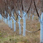 Grow Elderberries for (Almost) Free: Easy Cutting Propagation!