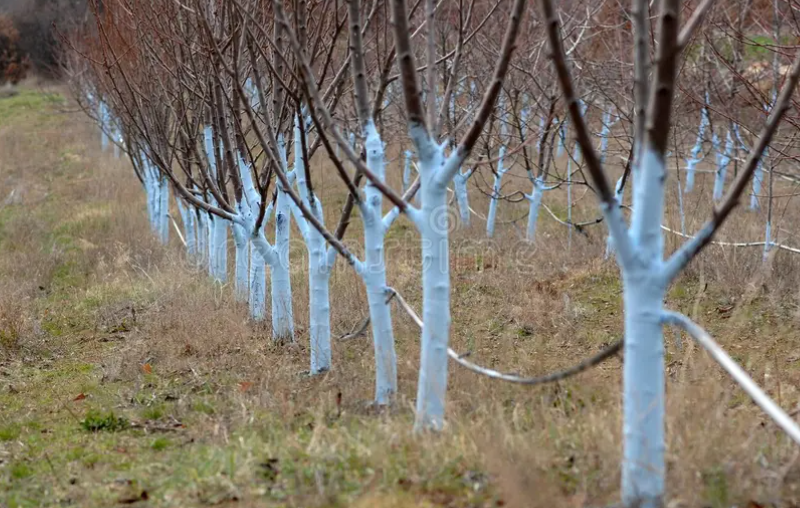 The Art of Whitewashing Your Fruit Trees