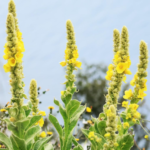 The Art of Whitewashing Your Fruit Trees