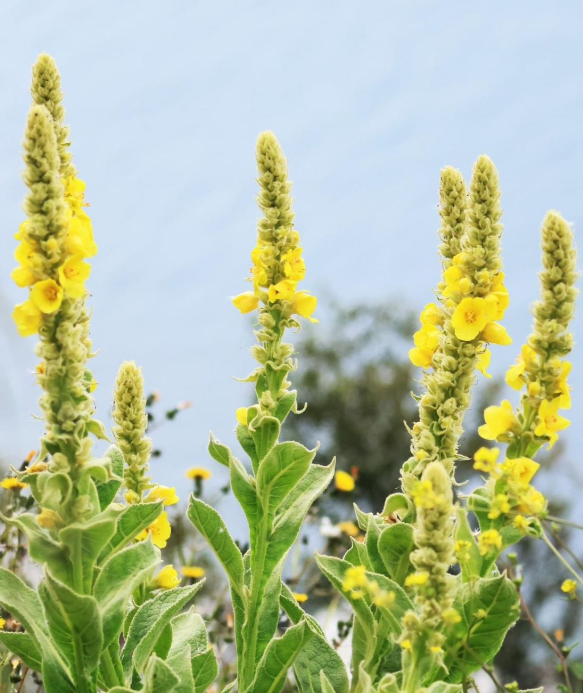 Mullein Magic: Fun, Simple Ways to Use Its Leaves, Flowers & Roots