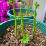Mullein Magic: Fun, Simple Ways to Use Its Leaves, Flowers & Roots