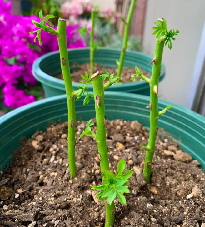Easy Rose Propagation: Grow New Roses from Cuttings