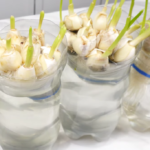 A Simple Guide to Growing Pineapples in Water at Home