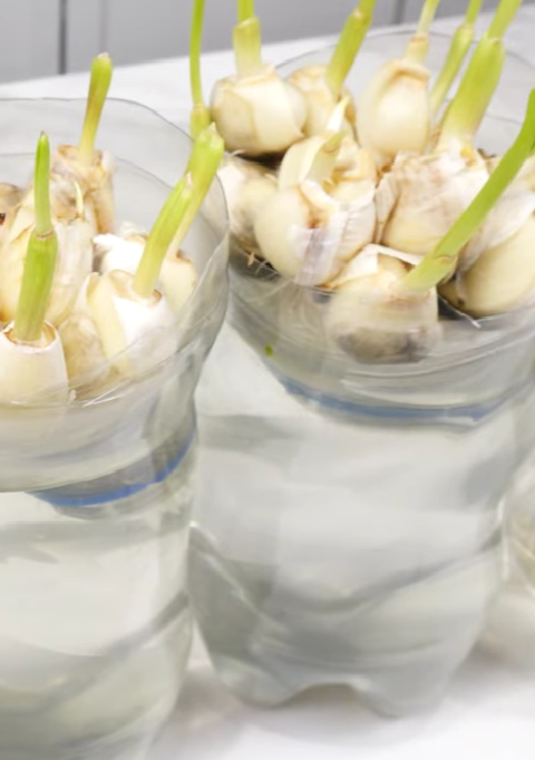 Grow Garlic in Pots the Easy (and Fun!) Way