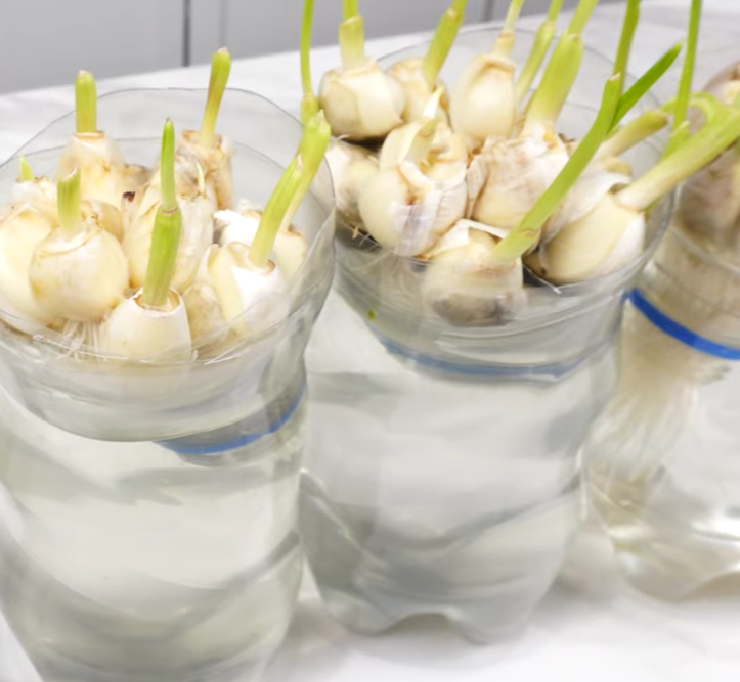 Grow Garlic in Pots the Easy (and Fun!) Way