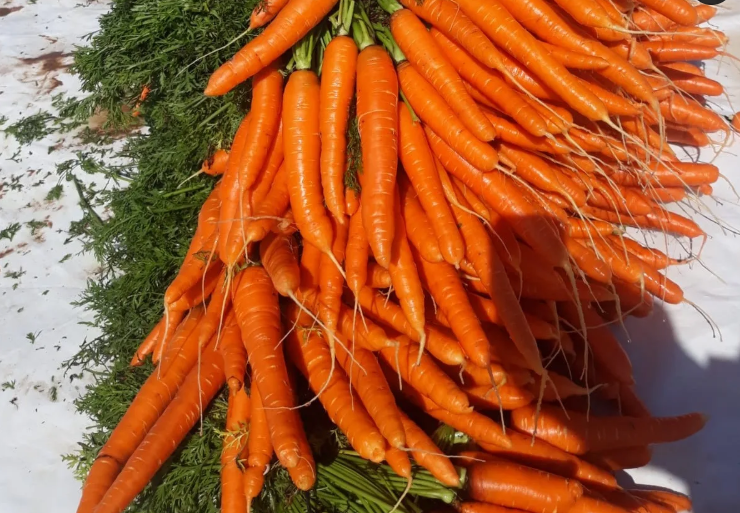 Revitalize Your Liver and Gut in Just 3 Days: Unlock the Power of Lemon and Carrot Detox