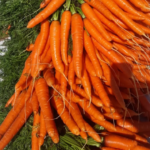 DIY SELF-WATERING BOTTLE PLANTER