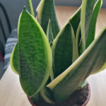 Don’t Worry! A Simple Smoothie to Refresh and Support Your Blood