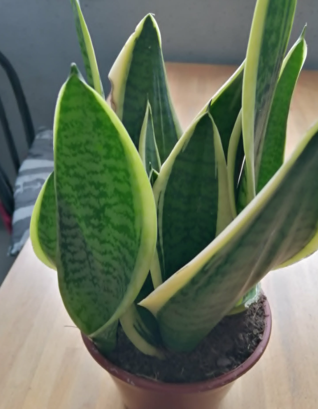 How to Make a Sansevieria Bloom and Fill Your Home with Fragrance