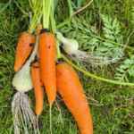 How to Make a Sansevieria Bloom and Fill Your Home with Fragrance