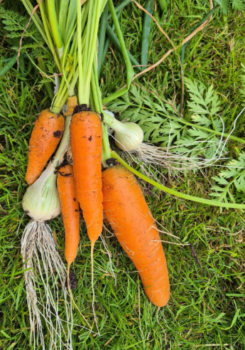 Don’t Worry! A Simple Smoothie to Refresh and Support Your Blood
