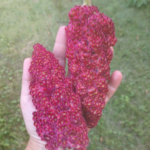 7 Handy Tips Every Woman Should Know About Cloves