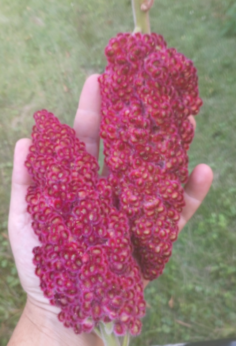 The Amazing Benefits of Sumac and How to Use It