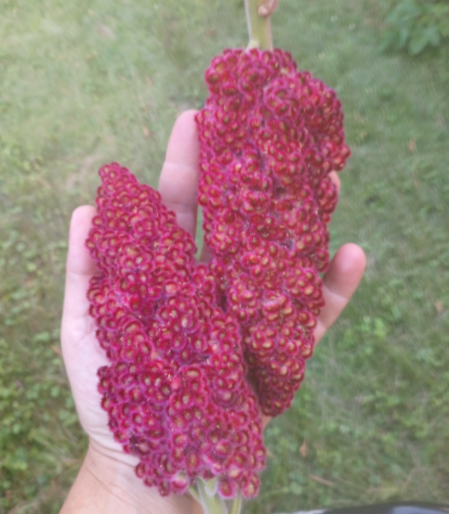 The Amazing Benefits of Sumac and How to Use It