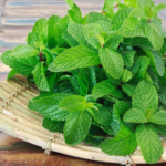 12 Moringa Seed Benefits You’ll Never Hear from Your Doctor (But You Should Know)