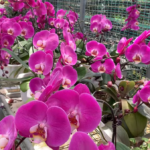 Apply Milk for More Peace Lily Blooms Like Never Before