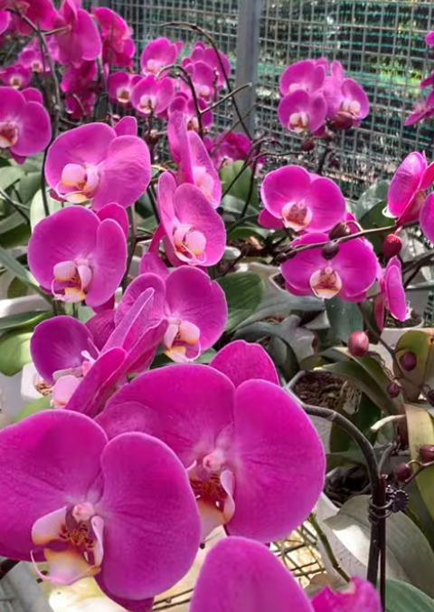 Use Lemon Juice for Orchids & These 7 Miracles will Happen