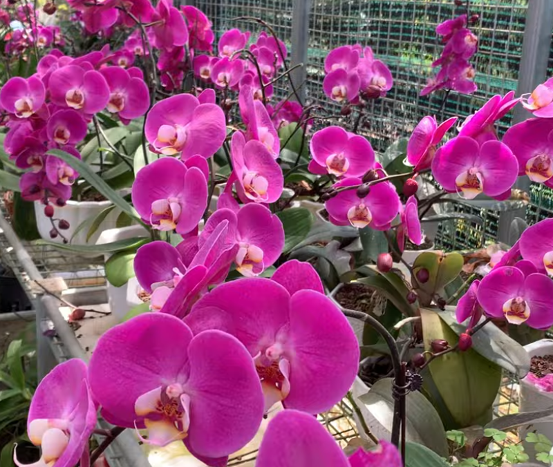 Use Lemon Juice for Orchids & These 7 Miracles will Happen