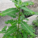 Bay Leaf Is 100,000 Times Stronger Than Botox?