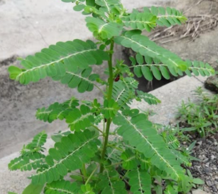 14 Moringa Leaf Benefits You’ll Never Hear from