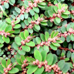 These 7 Drinks May Support Kidney Health & Wellness