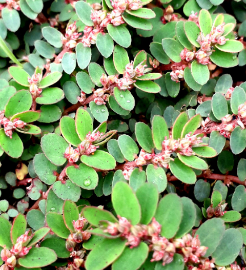 30 powerful reasons to stop ignoring this weed