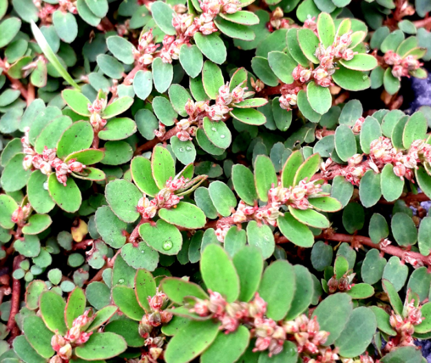 30 powerful reasons to stop ignoring this weed