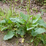 Unlock the Ancient Secret of Peach Tree Resin: 15 Potential Benefits You Might Wish to Explore Sooner