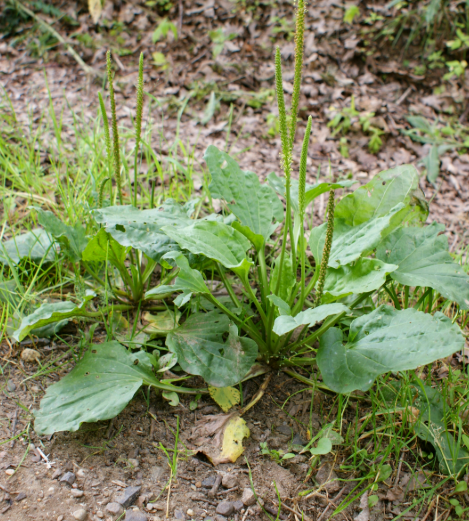 Discover Euphorbia Hirta: The Common Weed with a Long History in Traditional Wellness