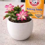 The Watering Trick That Makes Orchids Bloom Non-Stop