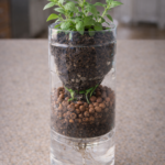 The White Liquid People Are Using on Snake Plants