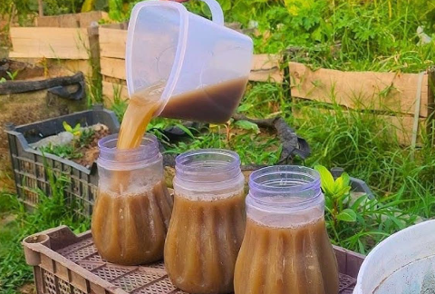 Garlic, tomatoes and cucumbers will grow rapidly. The most powerful fertilizer