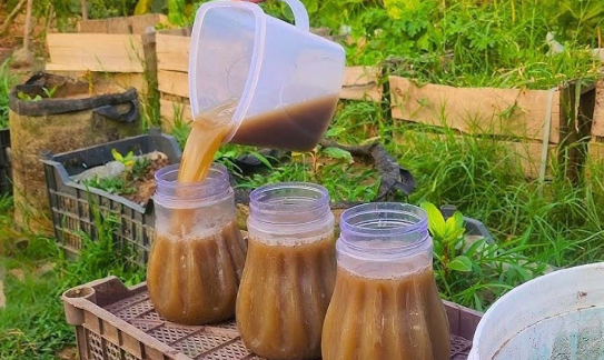 Garlic, tomatoes and cucumbers will grow rapidly. The most powerful fertilizer