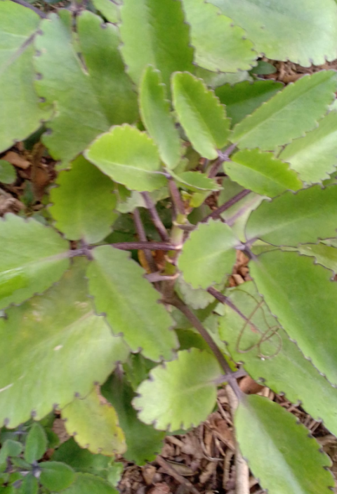 Horseradish Leaves: The Overlooked Green You Shouldn’t Throw Awa