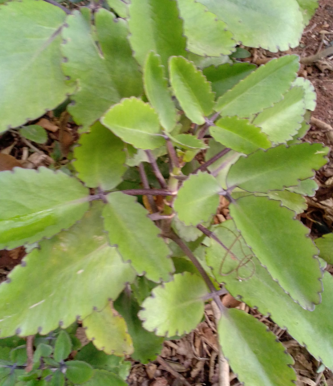Horseradish Leaves: The Overlooked Green You Shouldn’t Throw Awa