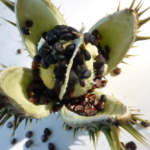 Zesty Lemon Infusion Recipe