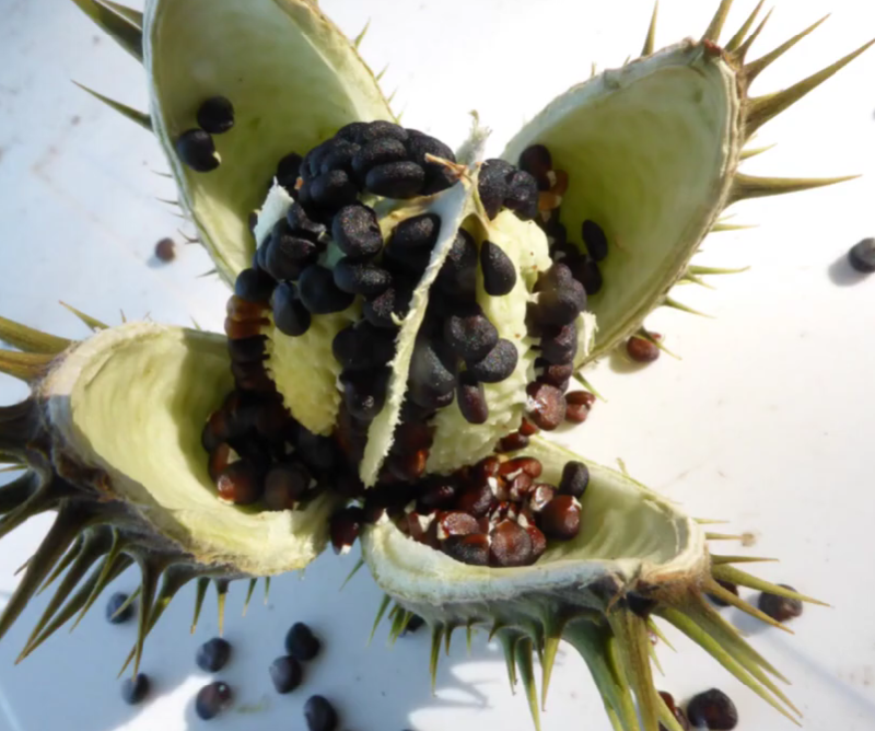 The Datura Genus: 12 Chilling Reasons This “Angel’s Trumpet” Is One Touch Away from Disaster