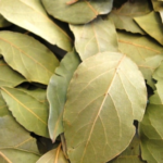 The Traditional Power of Puncture Vine