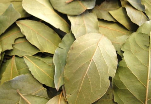 Bay Leaf Is 100,000 Times Stronger Than Botox?