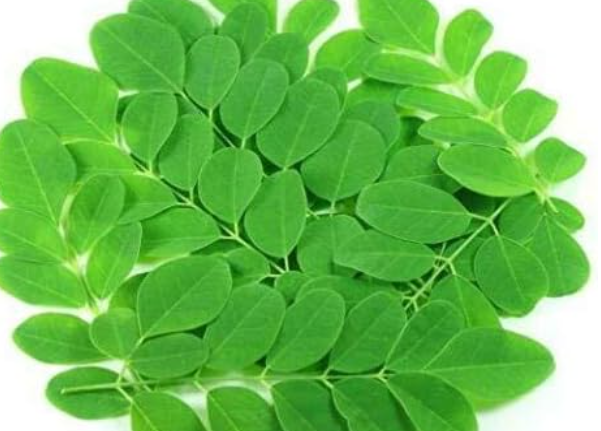 Sida Rhombifolia: A Traditional Herb for Wellness Support and Safety Tips